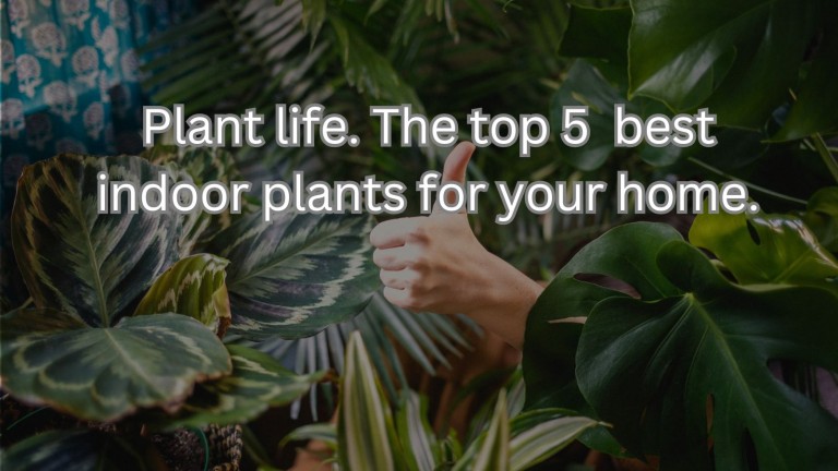 Plant Life: The Top 5 Best Indoor Plants for Your Home