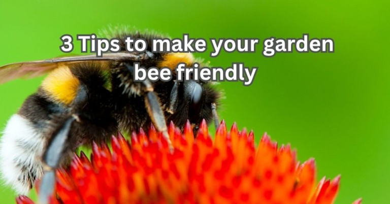 3 Tips to Make Your Garden Bee-Friendly in Bedfordshire
